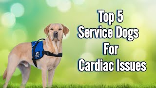 Top 5 Best Service Dog Breeds For Cardiac Issues! by ANIMAL LYFE 239 views 4 months ago 4 minutes, 24 seconds