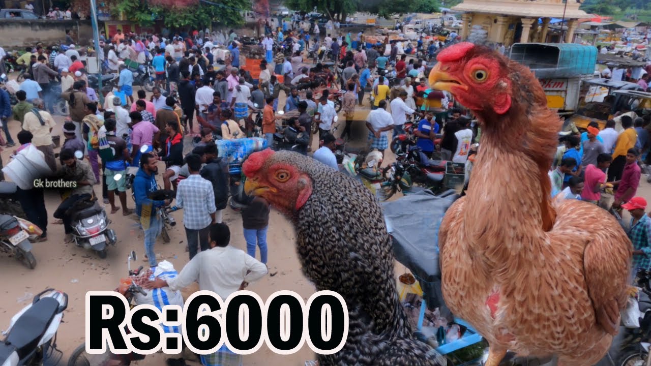 குறைந்த விலையில் கிளிமூக்கு கோழிகள் கிடைக்கும் இடம்//parrot nose longe tail in low price#gkbrothers