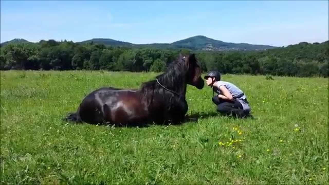 Horse and human - Friends for a lifetime