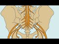 Cauda Equina Syndrome