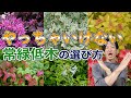 【教えてもらわないと分からない】本当にお庭を素敵にしてくれる常緑低木の選び方