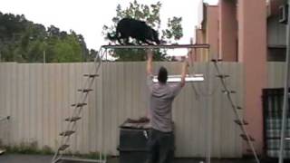 Benmark K9 LADDER CLIMBING