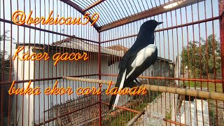 Kacer Tretes gacor....harian ngeplay terus