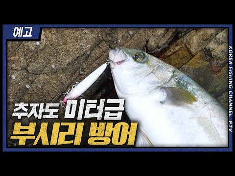 [루어 테크니션 예고] 미터급 <strong>부시리를</strong> 향한 거침없는 도전이 펼쳐진다!