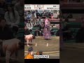 Nabatame win last match  tournament Natsu 2026 Sumo #сумо #japan #sport #wwe #sumo #япония #борьба