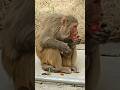 #Tumerimohabaathi#treading#explore#viralshorts#monkeys#monkeydluffy#monkey fan#monkey eating tomato