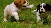 Fluffy White Pups Too Cute Youtube Fluffy White Pups Too Cute Youtube