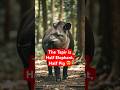 🐘Half Elephant, Half Pig? #tapir #learnaboutanimals #animalshorts #animalfacts #ai #aishorts