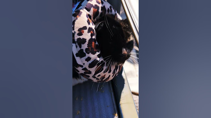 made my sound come on ( she has to wear a cone but she's fine I promise) #catlover #cat #cutecat
