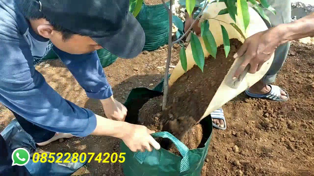 media pembesaran pohon durian di plenterbag