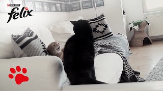 Sturmfrei Emma Plemmplemma Und Lolle Bolle - Blogger-Katzen Allein Zu Haus