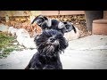 WOW!!!! Pre-TRAINED Miniature Schnauzer Puppy is Amazing and Ready for Her FOREVER HOME! WOW!!!! Pre-TRAINED Miniature Schnauzer Puppy is Amazing and Ready for Her FOREVER HOME!