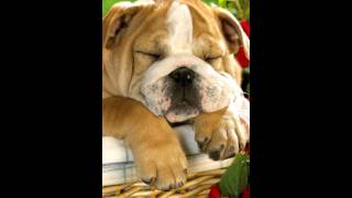 English Bulldog Live Wallpaper Android Market screenshot 2