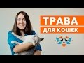 Трава для котов и кошек: какую траву едят коты? Почему кошки едят траву?