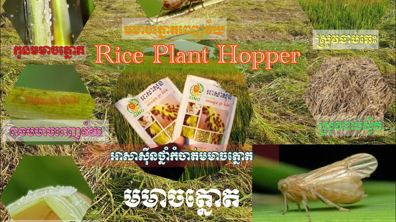 Hopper Rice Root Rice 🌾 Plant hopper (មមាចត្នោតក្នុងដំណាំស្រូវ) 05/February/2021. - YouTube