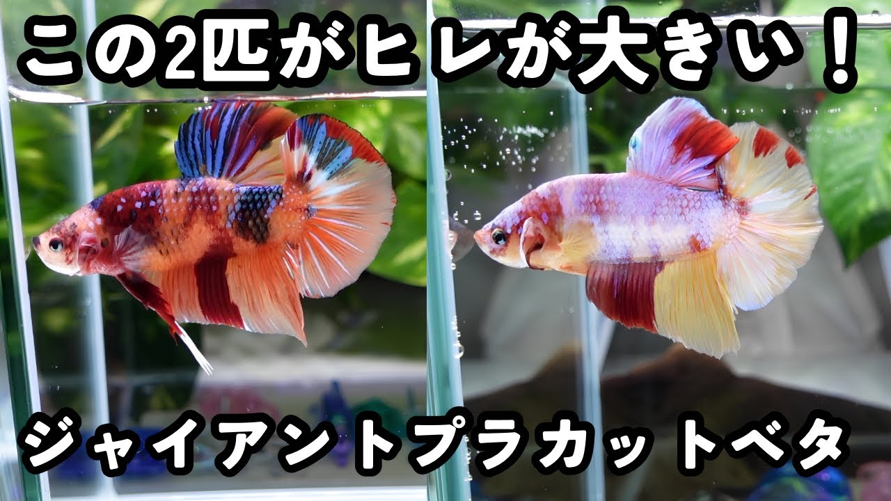 Their Fins Are Huge! 2 Giant Plakat Bettas | Candy Galaxy