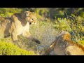 Puma mothers in savage battle  dynasties ii  bbc earth