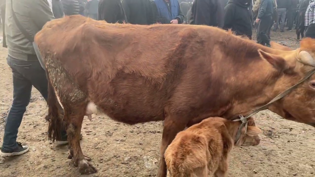 Бувайда янгикоргон розгор боп сигирлар нархи 