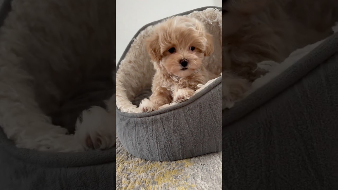 WATCH Maltipoo grow up in 15 secs😃