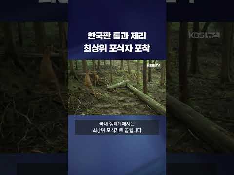 국립공원 희귀 영상…‘최상위 포식자’ <strong>담비</strong> 포착 #shorts / KBS