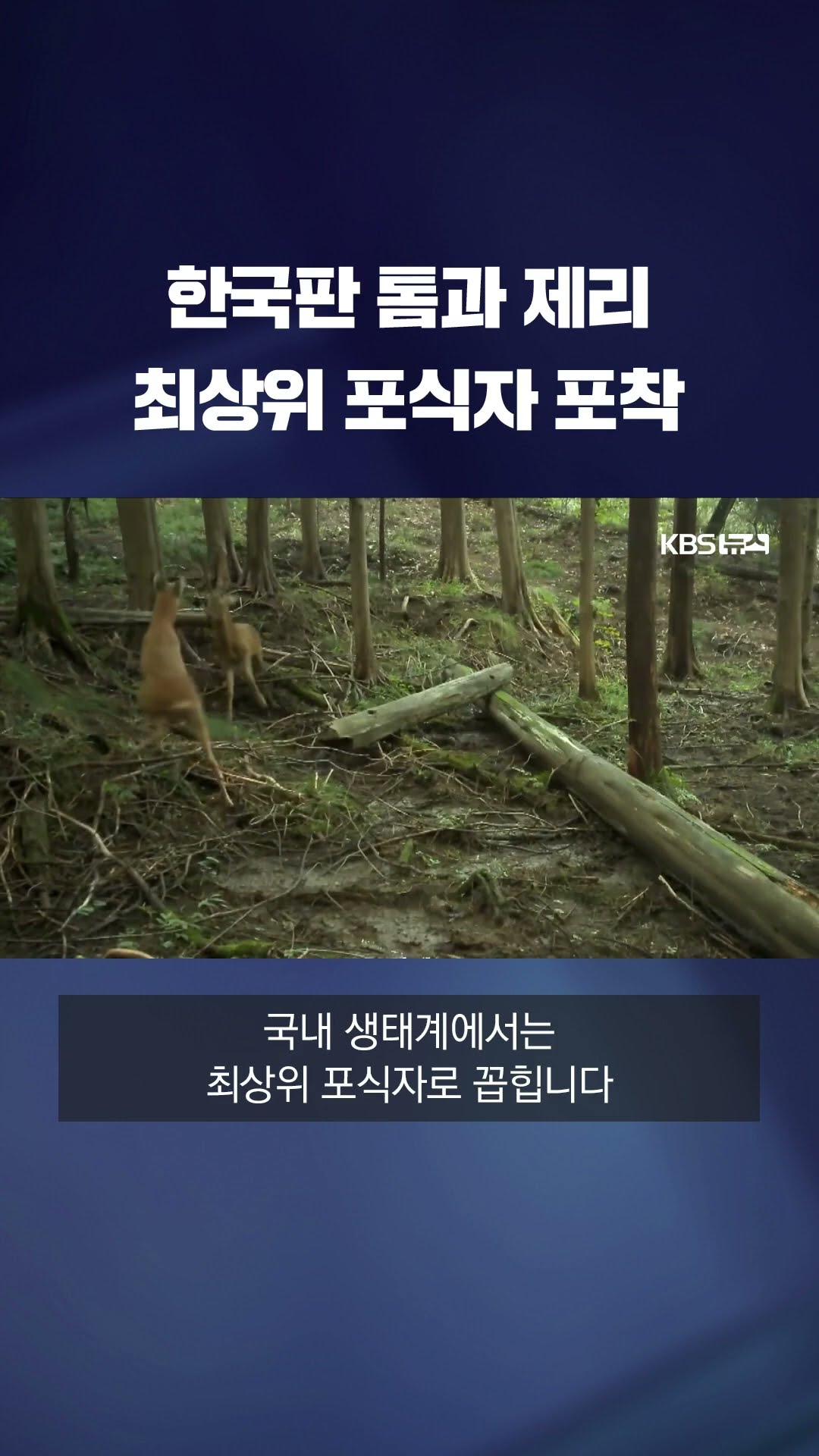 국립공원 희귀 영상…‘최상위 포식자’ 담비 포착 #shorts / KBS