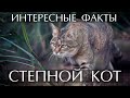 Степной кот - интересные факты