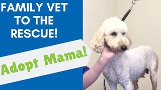 Humane Society Rescue Please Adopt Mama