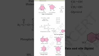 #biomolecule #neet
