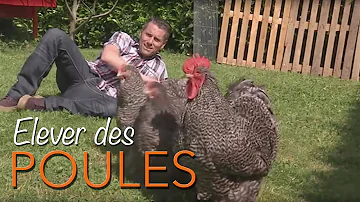 Quel espace pour 100 poules ?