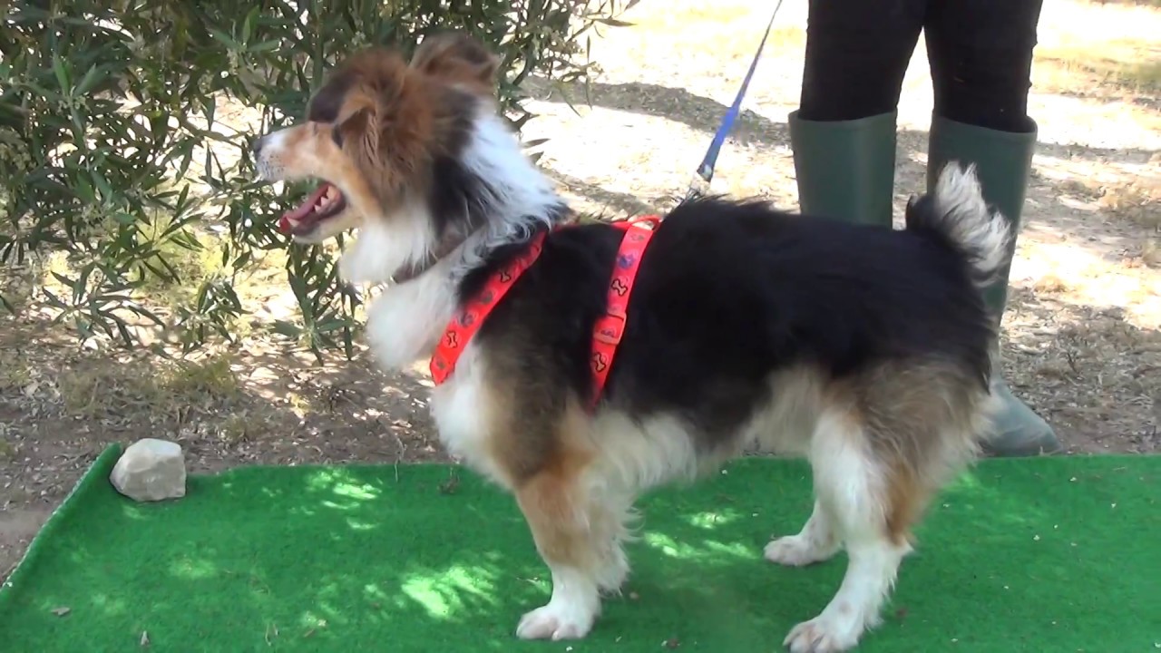 CLIFF adopción perros cachorros