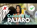 Cuida bien a tu PÁJARO GUÍA COMPLETA🦜 - Tips de Ellen Te Dice