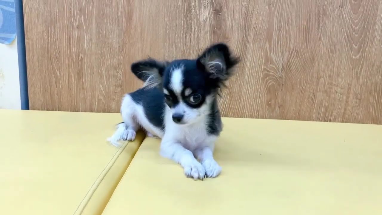 194804 チワワ - YouTube