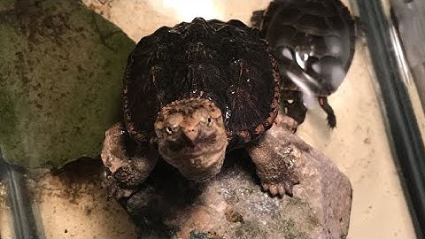 How to properly hold a snapping turtle 🐢