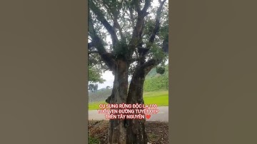 CỤ SUNG RỪNG ĐỘC LẠ TUYỆT ĐẸP TRÊN TÂY NGUYÊN HÙNG VĨ ĐẮK LẮK