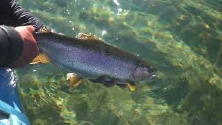 Fall Brown Trout - Patagonia. A Teaser