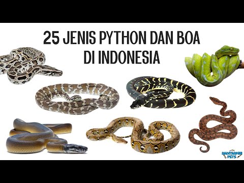 25 Jenis Ular Python dan Boa di Indonesia, Bonus Macam-macam Locality Retic