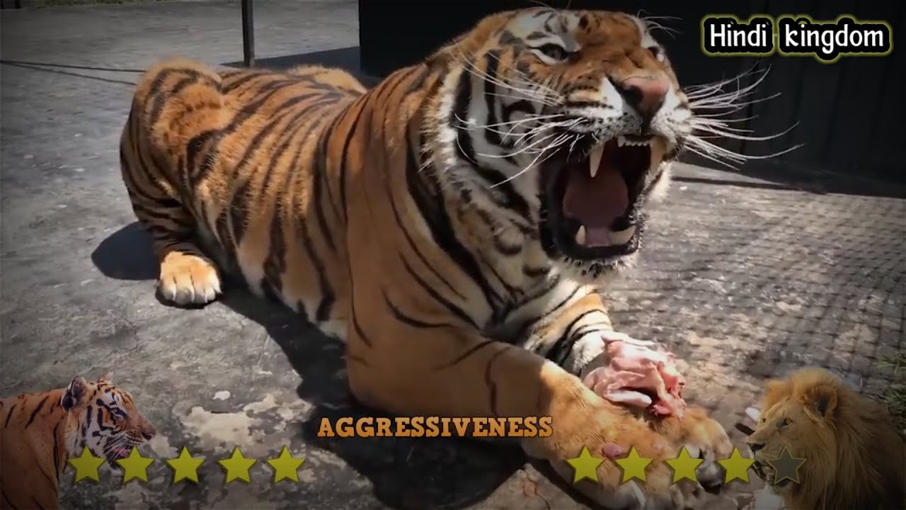 Lion VS Tiger _ Tiger Vs Lion Comparison video Hindi kingdom new video