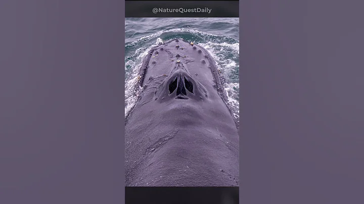 What is the fountain on a whale’s head | Nature Quest Daily | #shorts