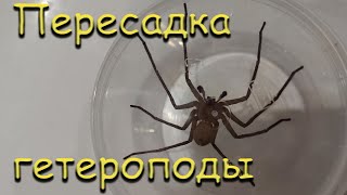 Пересадка паука охотника гетероподы (Heteropoda venatoria)