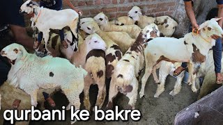 qurbani ke bakre in Hyderabad dabeerpura Arif bhai | guntur ke mende available in Hyd