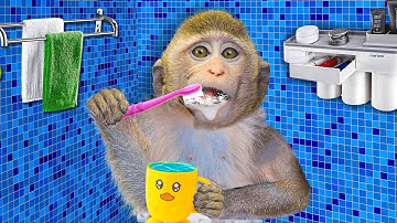 Baby Monkey Chu Chu Rescues a Stuck Duckling and Eats Ice Cream with Duck the Garden