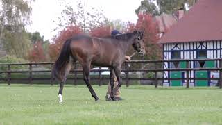 2025 The October Yearling Sale - Lot 491 F. N Persian King X Mariechen