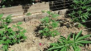 Cannabis Cultivation: Marijuana Clones are 14-24 Inches Tall