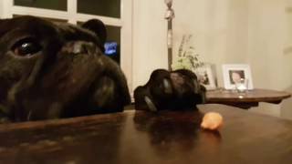 French Bulldog Fails...