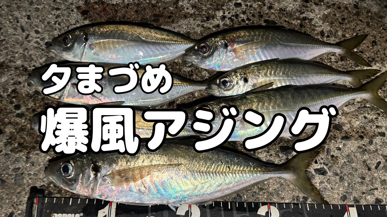 夕まづめ爆風アジング