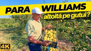 Parul Williams altoit pe GUTUI: Avantaje, recolta si gust deosebit! 🍐🌳
