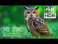 4K Ultra HD HDR Nature Scenery | Dolby Vision OLED Demo | 4K Video Ultra HD