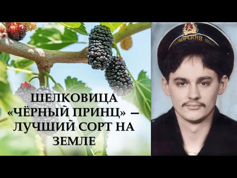 Шелковица Черный Принц - Самый Лучший Сорт На Земле