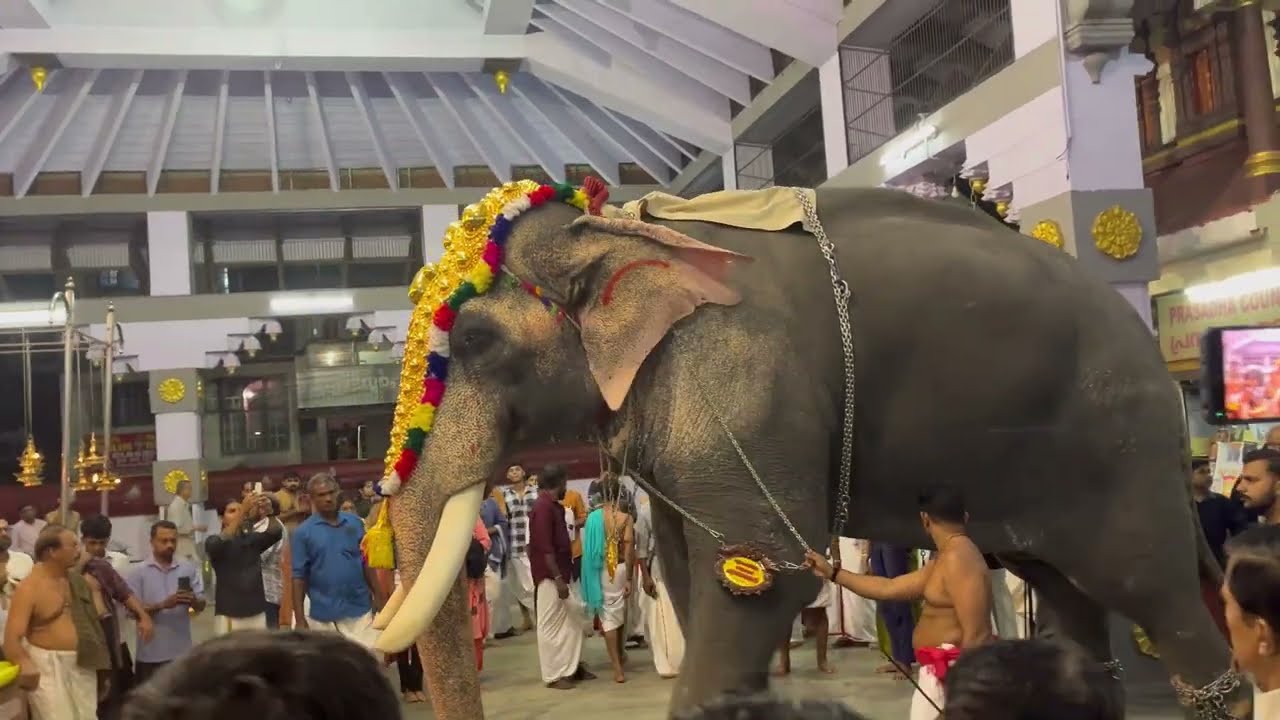 പുതിയ കൂട്ട്കെട്ടിൽ കണ്ണന്റെ ശീവേലി എടുത്ത് തിരുവമ്പാടി ചന്ദ്രശേഖരനും പാറശ്ശേരി മഹേഷും