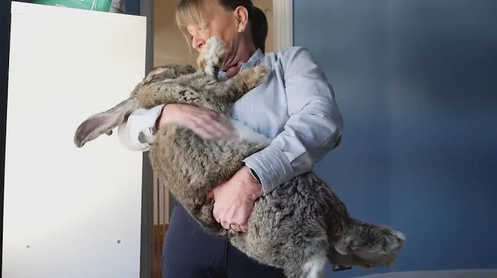 Meet giant continental bunny - Jaxson